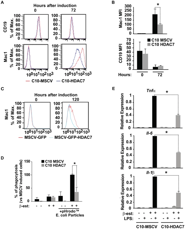 HDAC7 re-expression interferes with the functional properties of the converted macrophages.