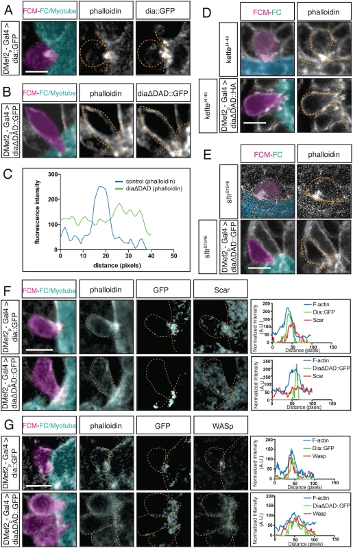 Constitutively active Dia alters the F-actin structure at the fusion site and regulates localization of Arp2/3 regulators.