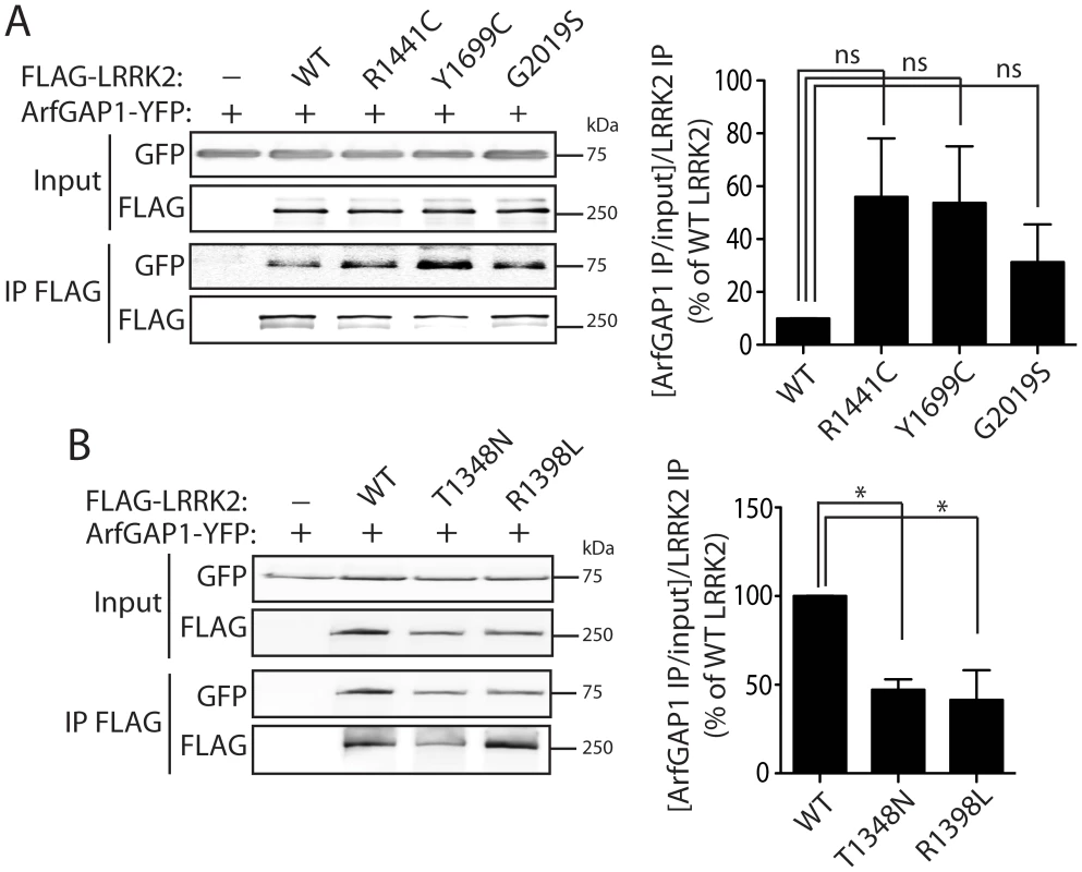 Familial PD–associated and functional mutations in LRRK2 modulate the interaction with ArfGAP1.
