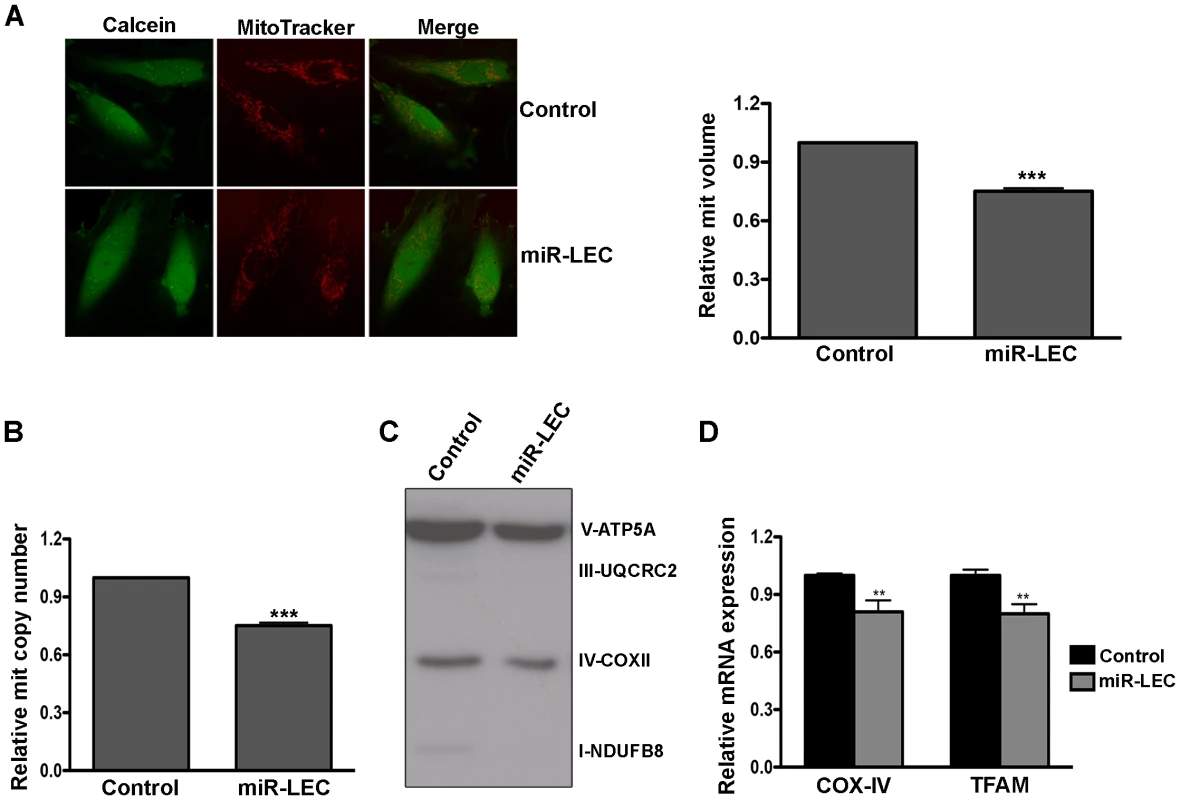 Expression of the KSHV miRNA cluster reduces mitochondrial biogenesis.
