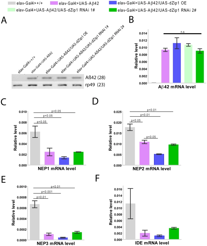 The rescuing effect of <i>dZip1</i> RNAi on Aβ appears not mediated by affecting Aβ42 nor NEP or IDE expression in the Aβ42 flies.