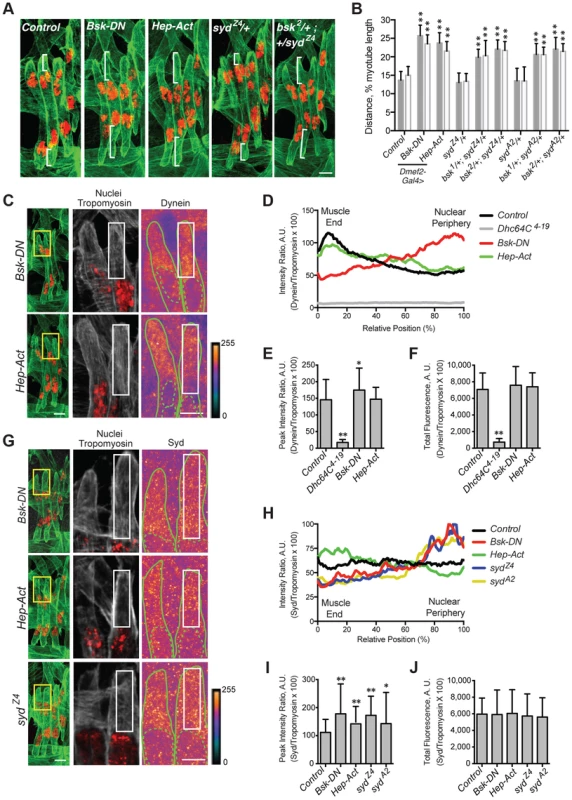 JNK signaling is required for Syd-mediated myonuclear positioning.