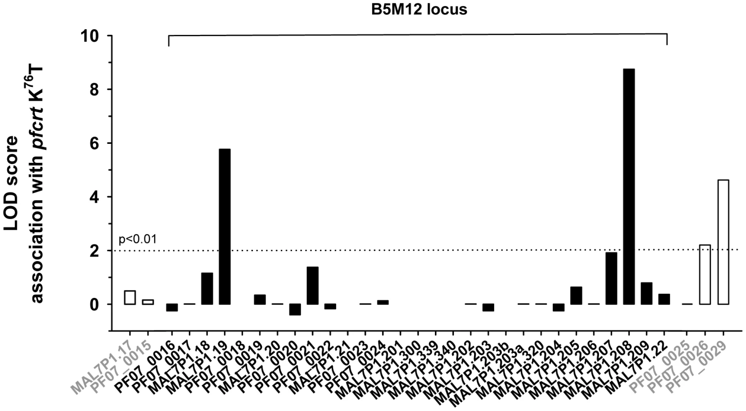 Association of polymorphic genes within the B5M12 locus (black bars) and flanking regions (white bars) with mutant <i>pfcrt</i> as defined by the K<sup>76</sup>T replacement.