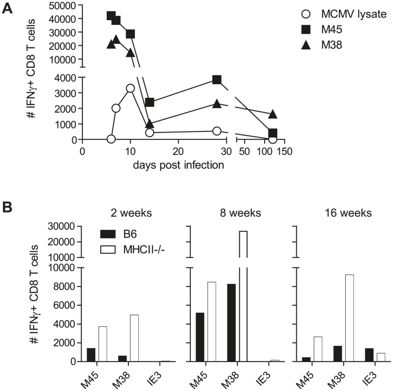 MCMV-specific CD8 T cells isolated from the SG secrete IFNγ.