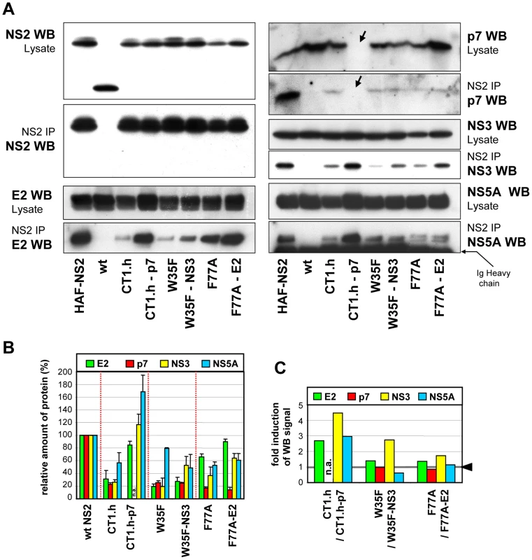 NS2 mutations and pseudoreversions and their impact on NS2 interaction with other viral proteins.