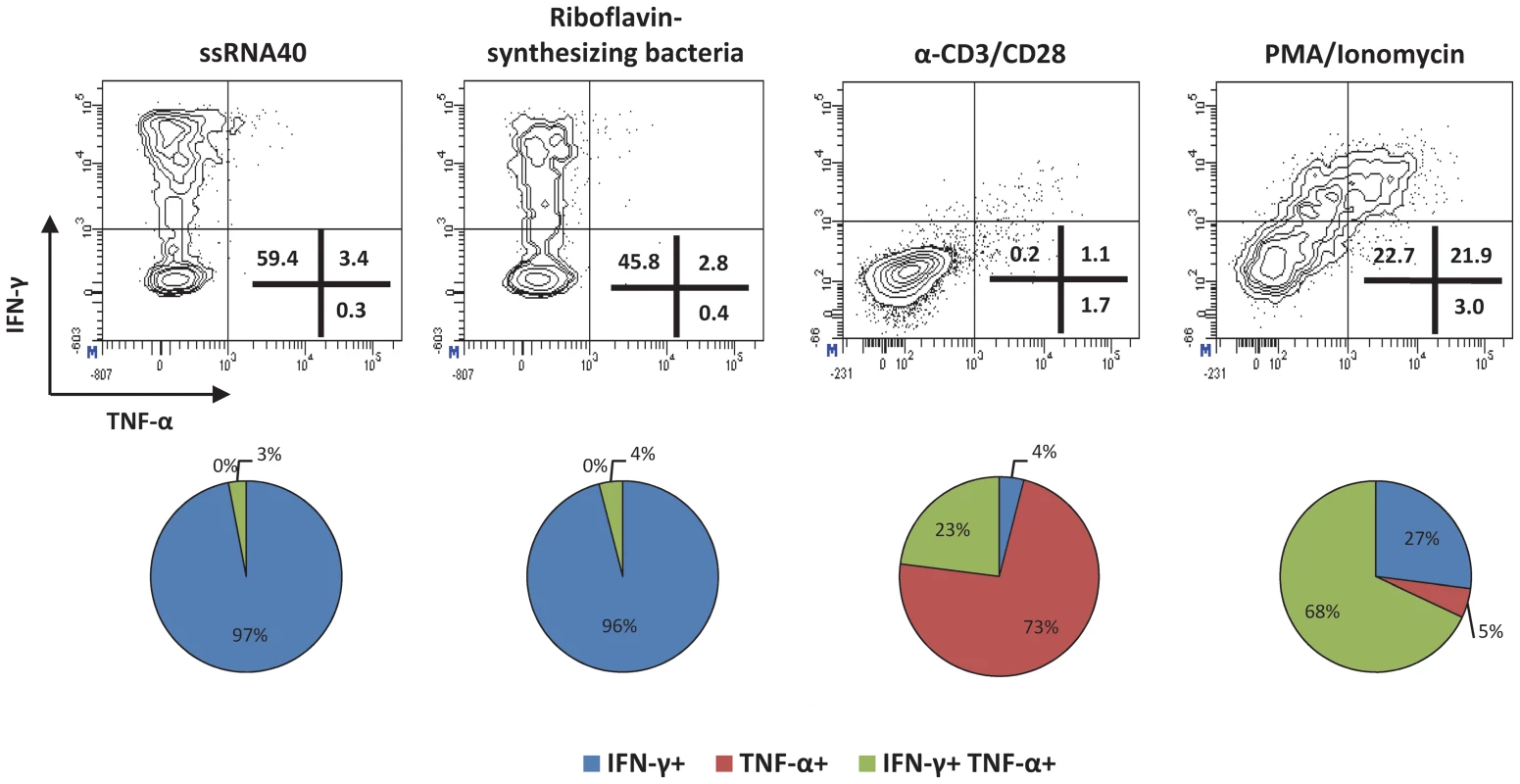 TLR8 stimulation mimics MAIT cell activation upon bacterial infection.