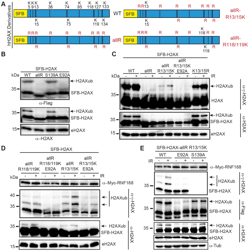 Mutation of the acidic patch impairs human H2AX and H2A ubiquitination.