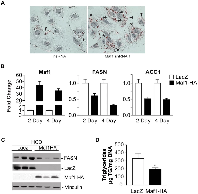 Maf1 controls intracellular lipid accumulation and de novo lipogenesis.