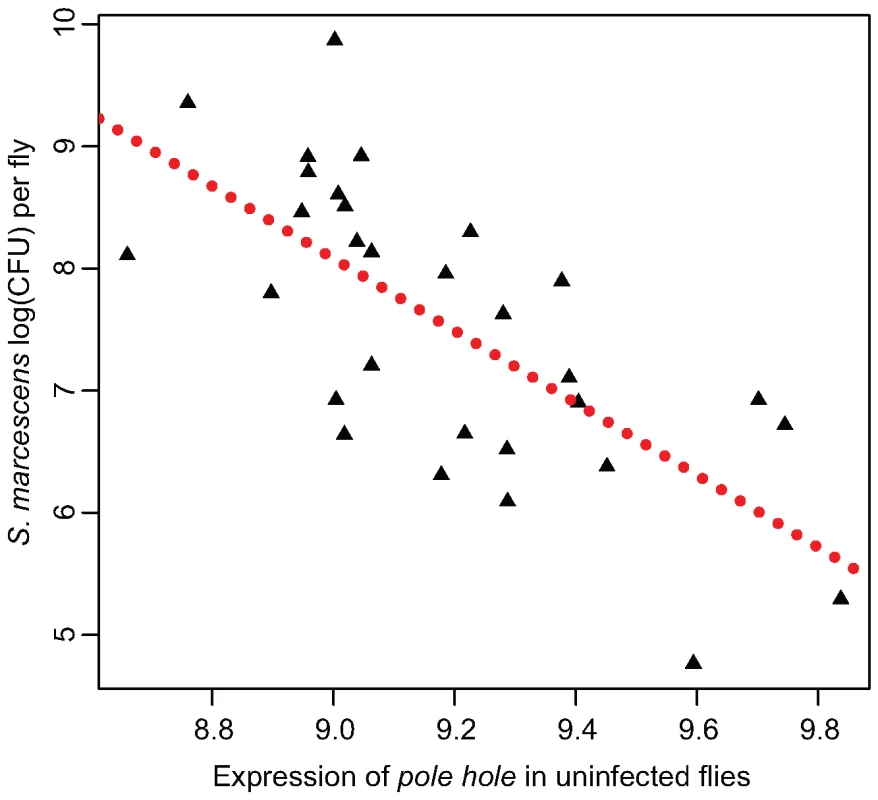 Expression of <i>pole hole</i> correlates with <i>S. marcescens</i> bacterial load.