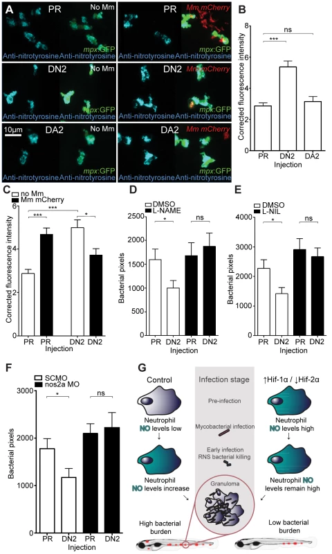 Dominant negative Hif-2α decreases bacterial burden via an iNOS dependent mechanism.