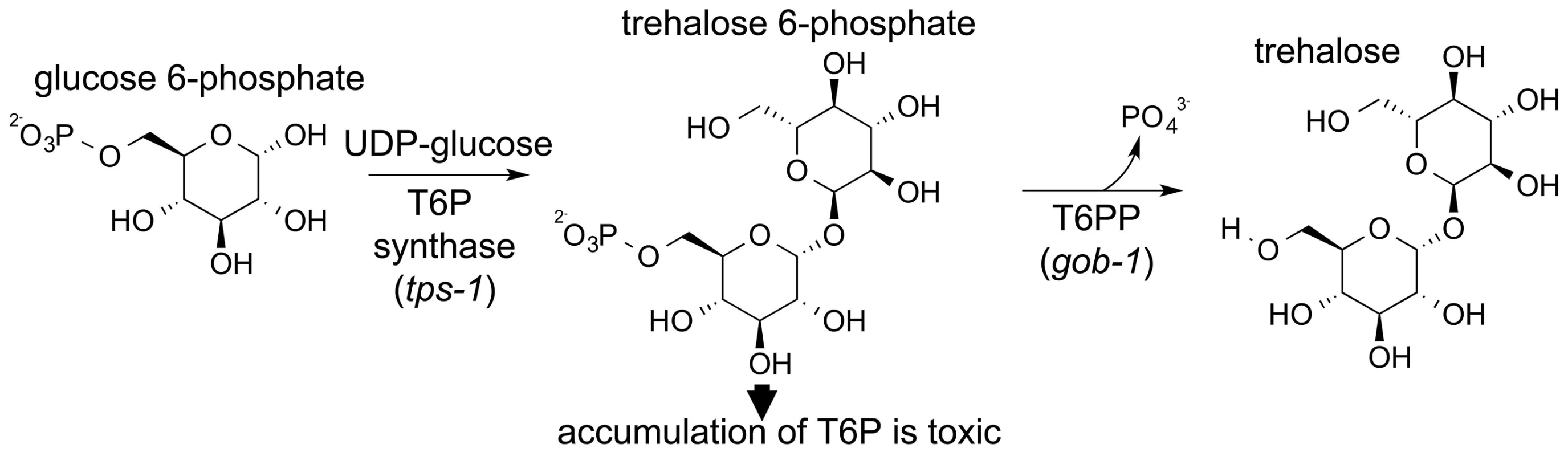 Schematic showing the two-step synthesis of trehalose.