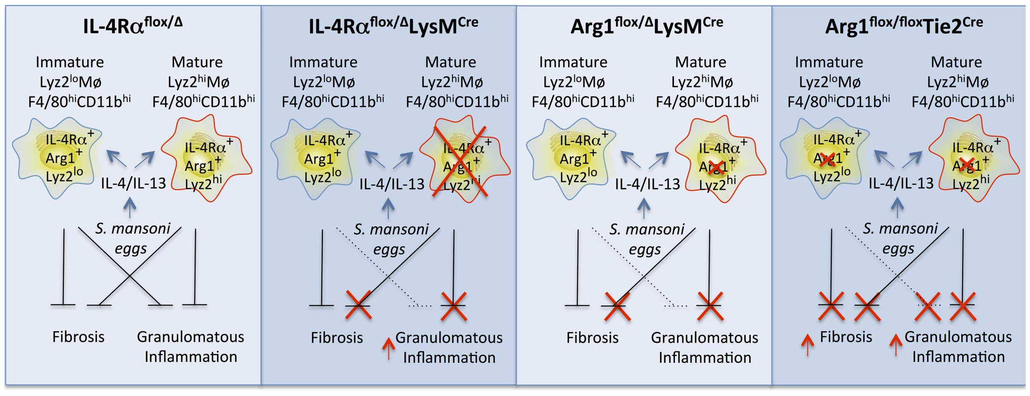 Distinct populations of alternatively activated macrophages control inflammation and fibrosis.