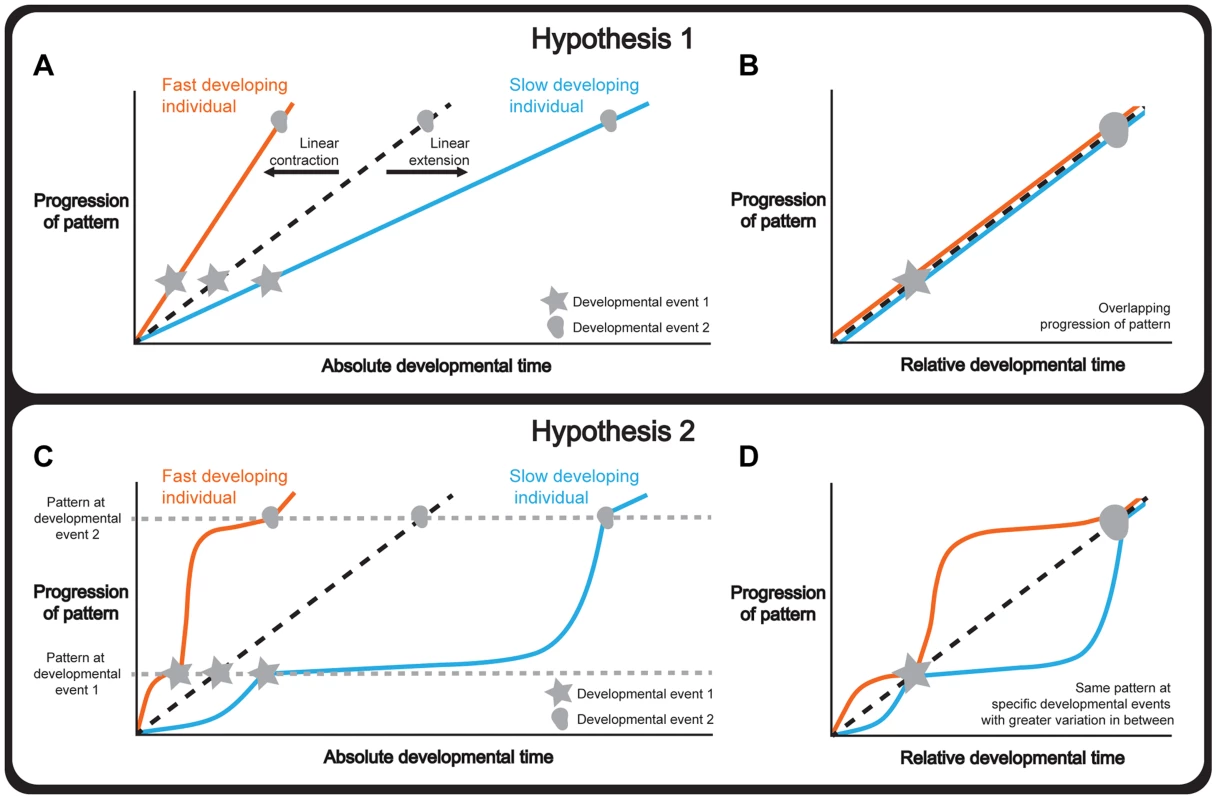 Hypotheses to explain how organ and whole-body development are coordinated.
