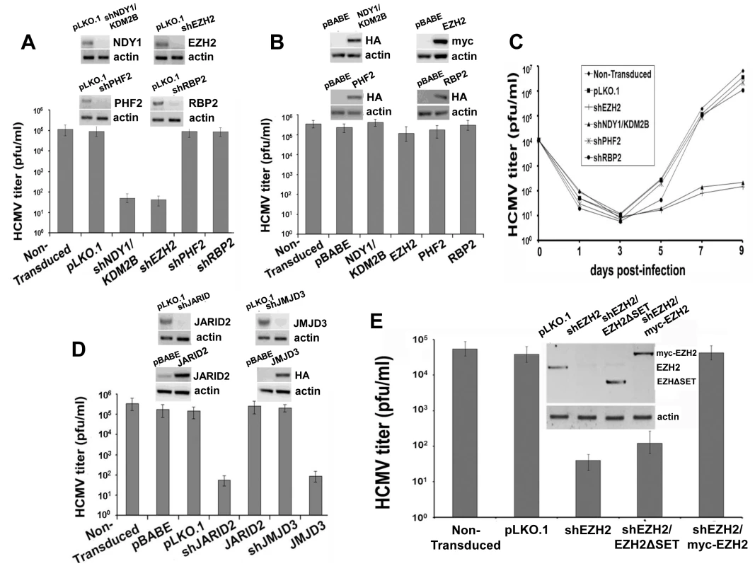 NDY1/KDM2B, EZH2 and JARID2 are selectively required for the infection of human foreskin fibroblasts with HCMV whereas the H3K27me3 demethylase JMJD3 inhibits viral infection.