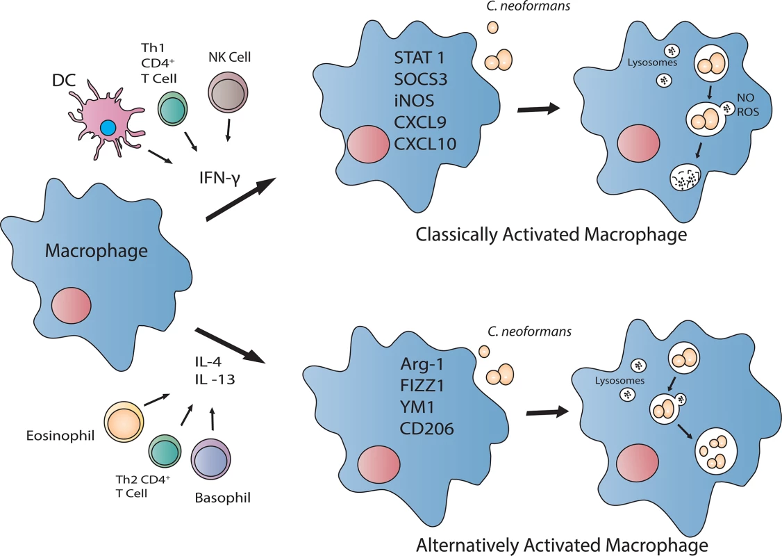 The activation status of the macrophage directly influences cryptococcal killing.