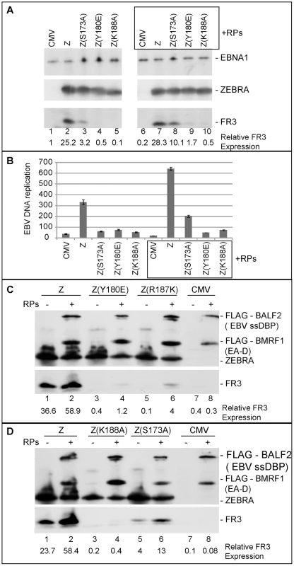 Over-expression of EBV replication proteins partially suppresses the phenotype of Z(S173A) and Z(R187K).