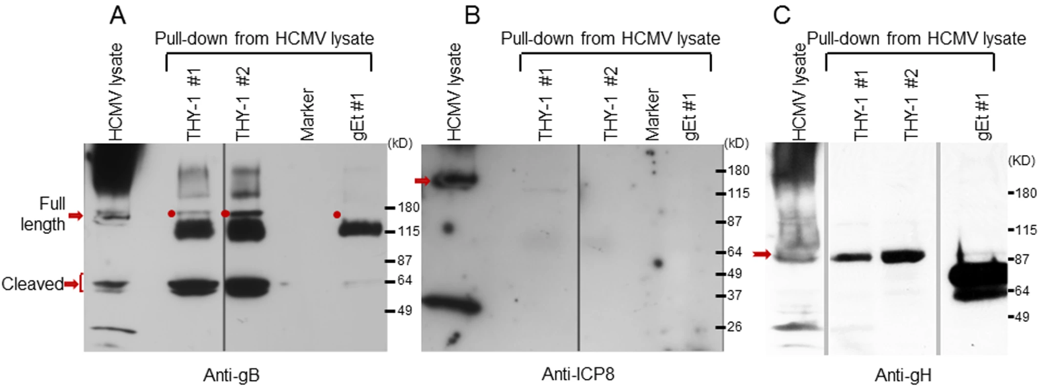 HCMV gB and gH, but not ICP8, obtained from infected cell lysates binds to a THY-1 protein column.