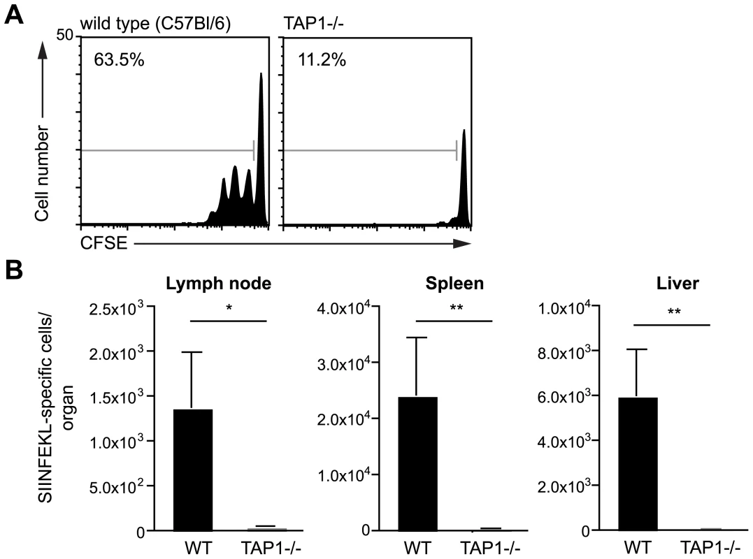 Antigen presentation by DCs is TAP dependent.