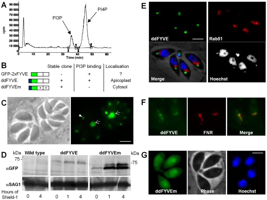 Expression and localization of PI3P in <i>T. gondii</i>.