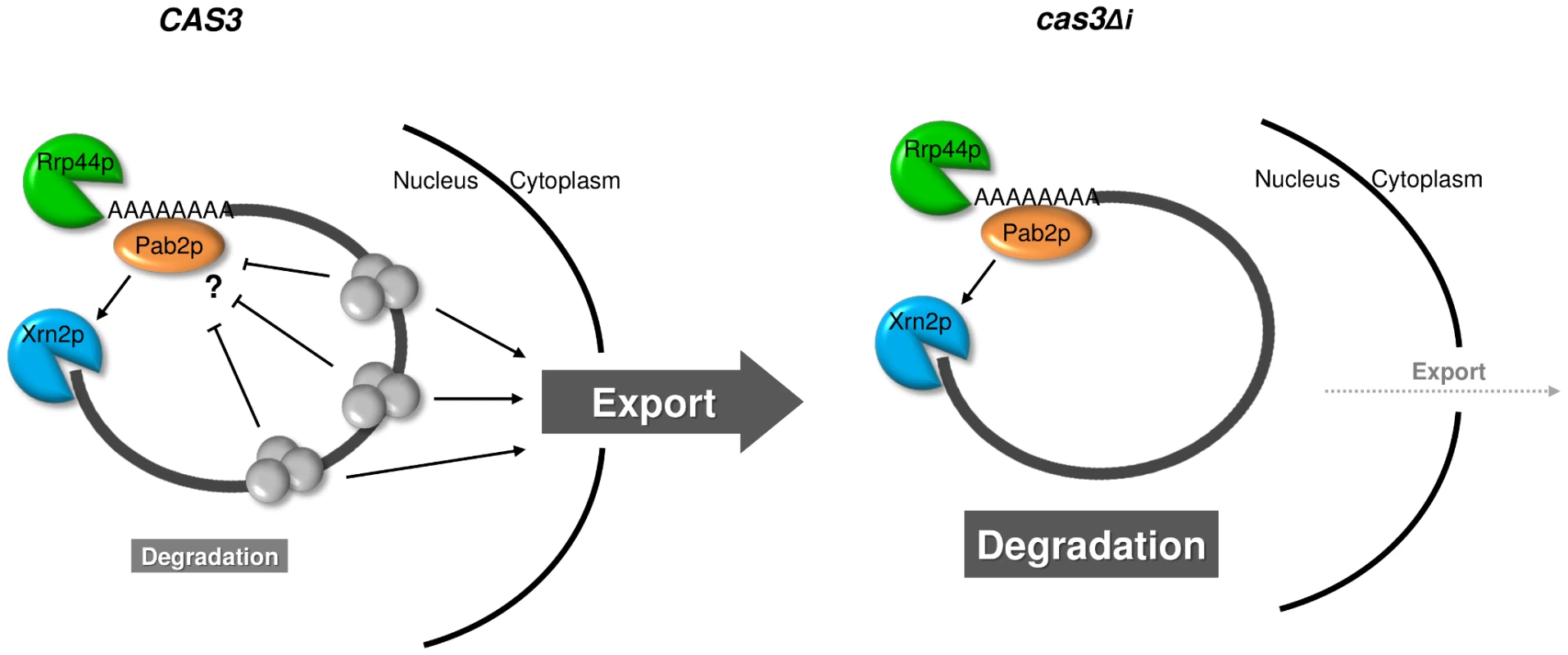 Model for intron-dependent gene expression regulation in <i>C. neoformans</i>.
