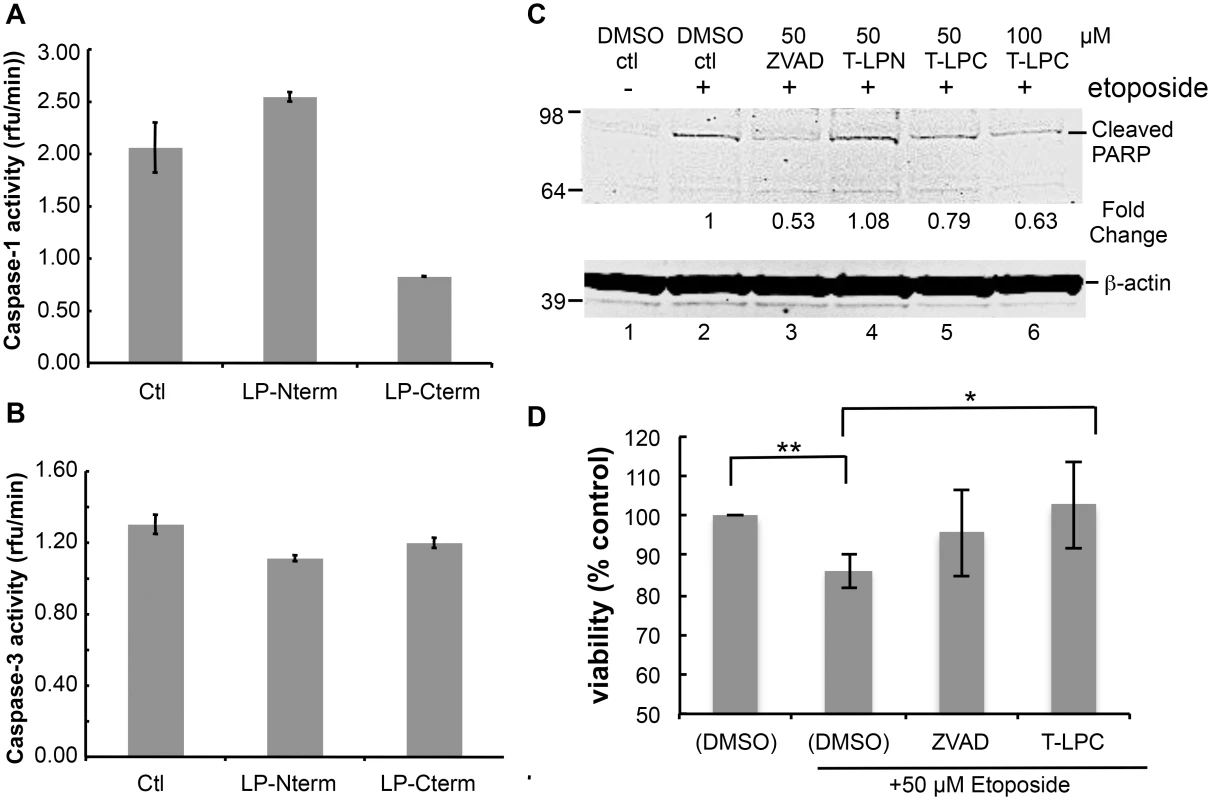 Peptides containing LANA caspase cleavage sites inhibit caspase activity, decrease PARP cleavage and increase cell viability.