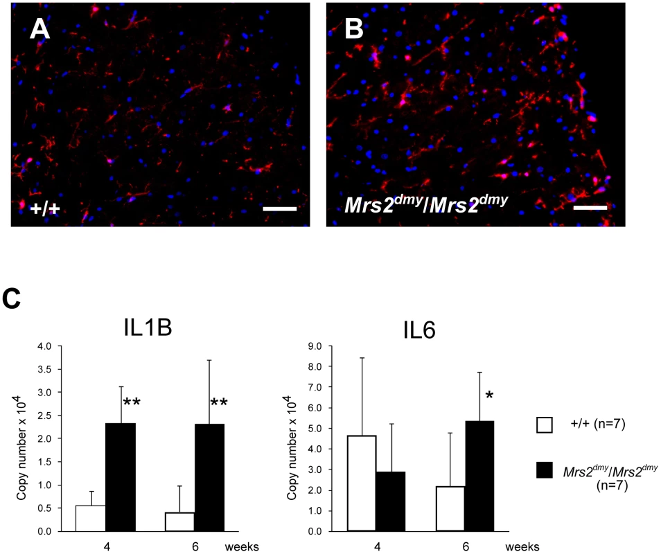 Activation of microglia in the central nervous system of <i>Mrs2<sup>dmy</sup>/Mrs2<sup>dmy</sup></i> rats.