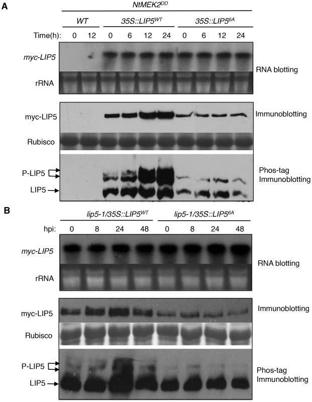 <i>In vivo</i> phosphorylation and altered stability of LIP5.