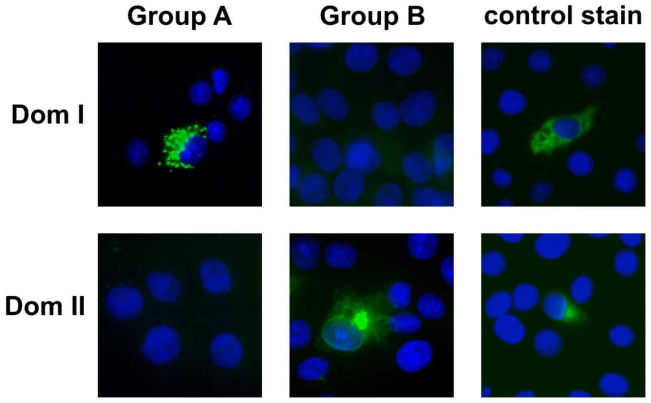 Identification of gB Dom I and Dom II as antibody binding structures.