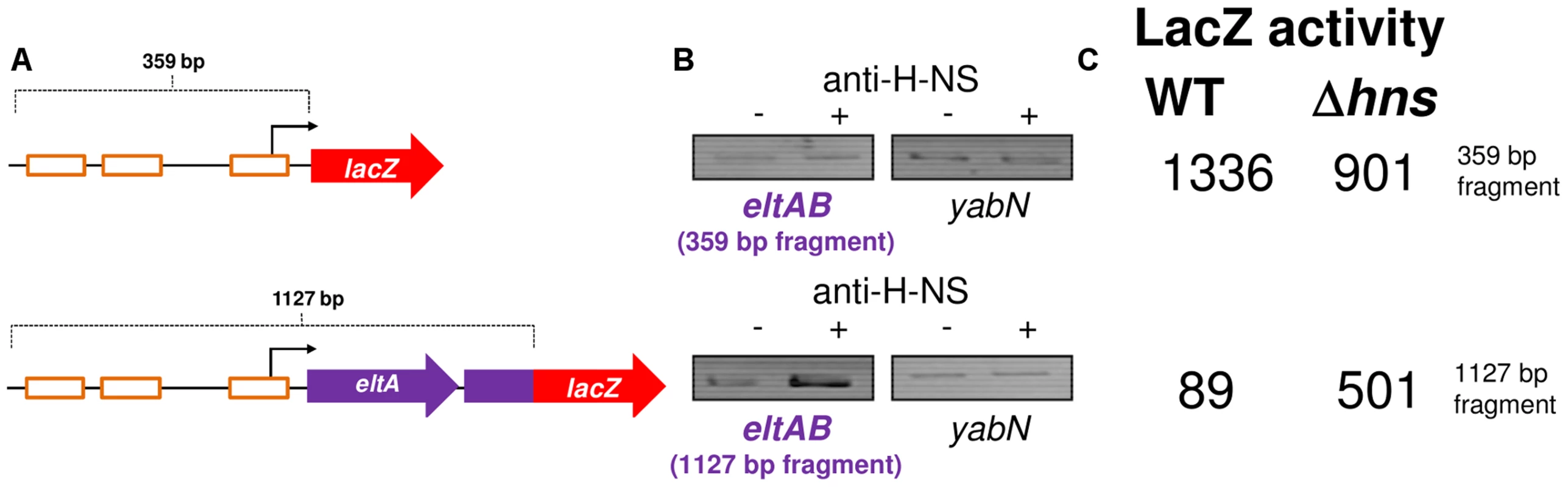 The <i>eltAB</i> promoter is directly repressed by H-NS.
