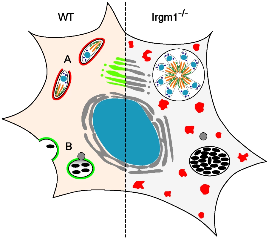 Irgm1 in cell-autonomous immunity.