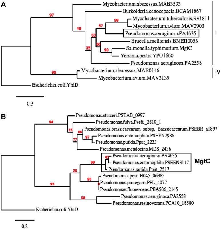 Phylogenetic analysis of <i>Pseudomonas</i> MgtC-like proteins.