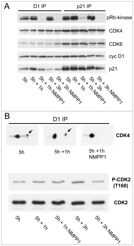Effect of acute inhibition of CDK7 by 1-NMPP1.