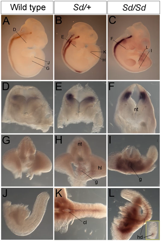 <i>Ptf1a</i> expression in wild-type, <i>Sd/+</i>, and <i>Sd/Sd</i> embryos at E10.5.