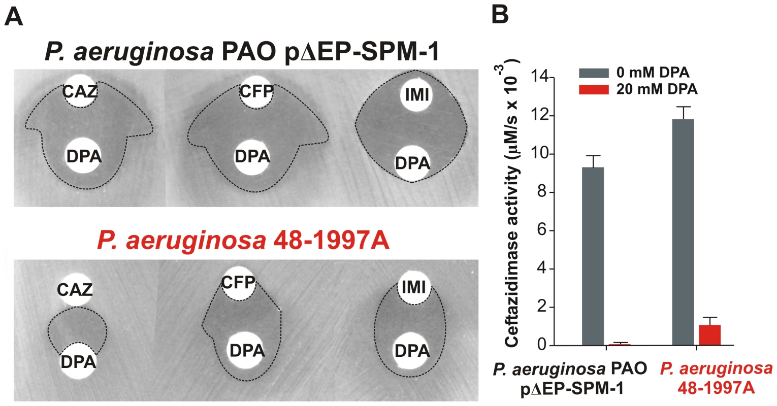(A) Antibiograms of <i>P. aeruginosa</i> PAO pΔEP-SPM-1 and <i>P. aeruginosa</i> 48-1997A against disks embedded with 30 µg ceftazidime (CAZ), 30 µg cefepime (CFP) and 10 µg imipenem (IMI), alone or faced to 1.5 mg dipicolinic acid (DPA) containing disks.