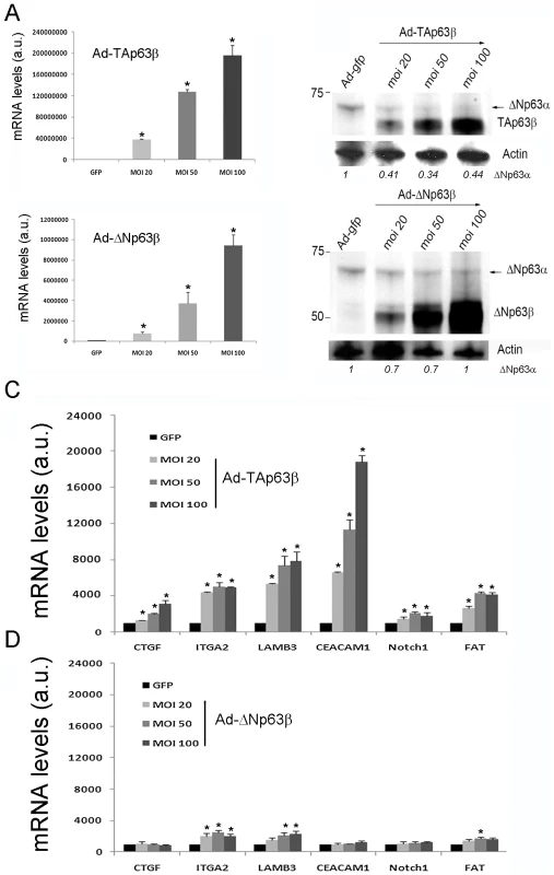 The adhesion genes are activated by TAp63β but not by ΔNp63β in Caski cells.