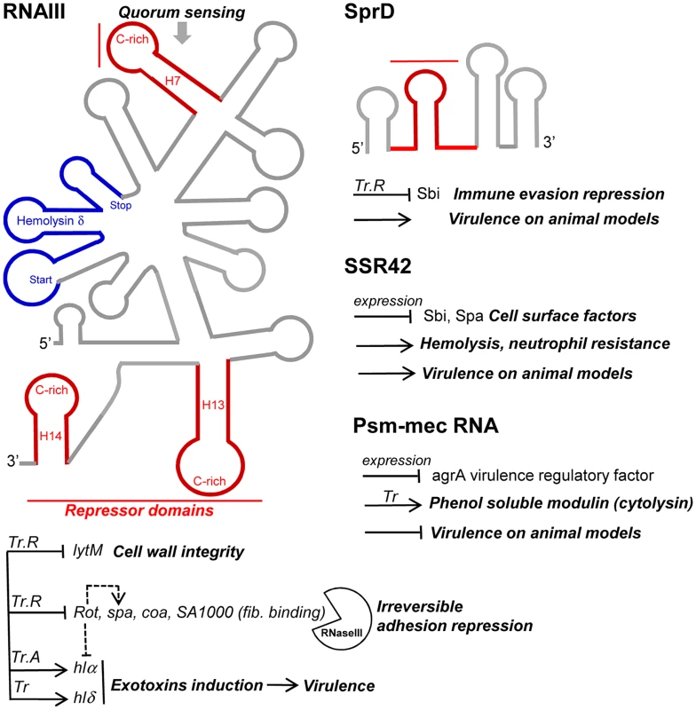 sRNAs from the <i>S. aureus</i> RNome implicated in bacterial virulence.