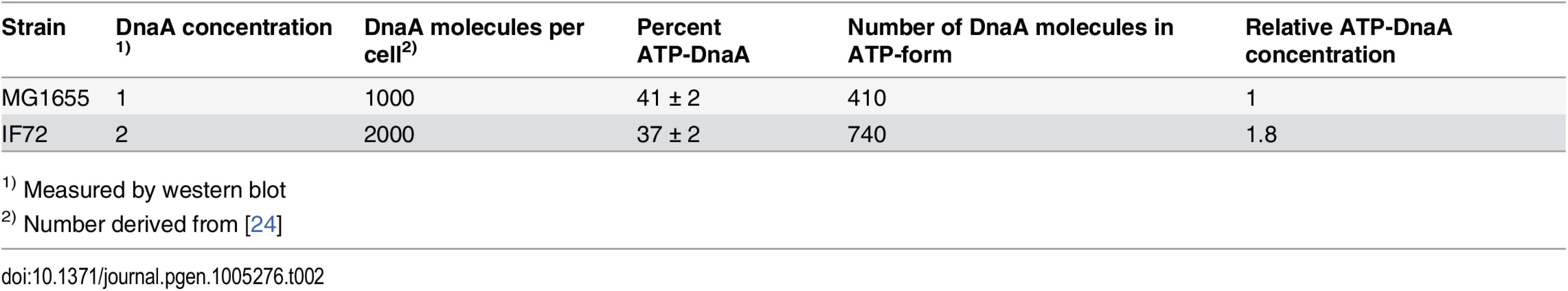Percentage of ATP-DnaA protein in cells with 2 x DnaA.