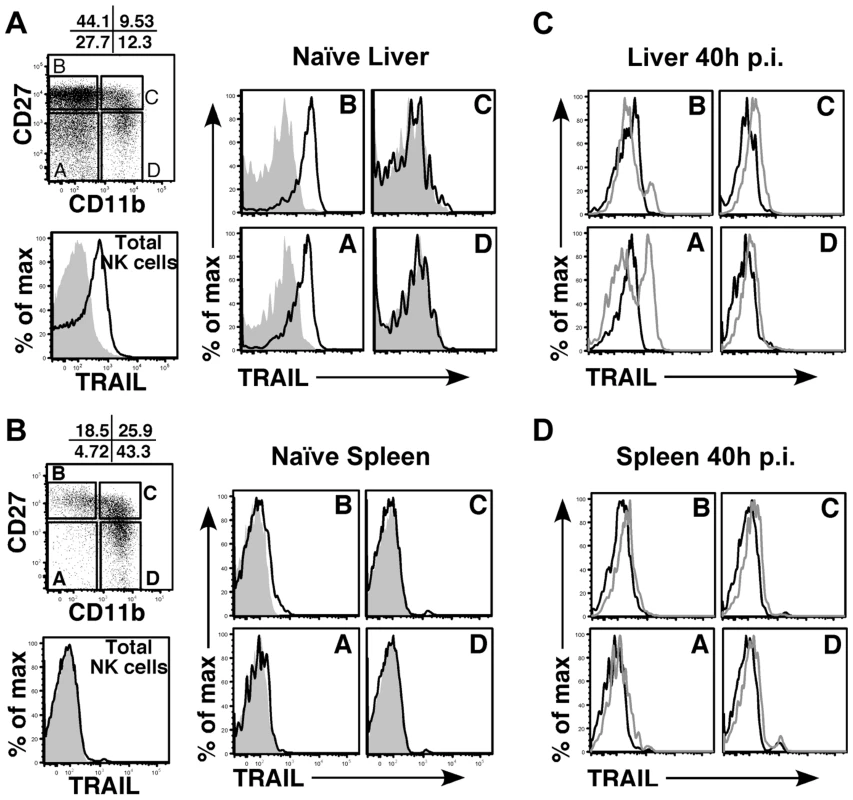 Immature liver NK cells express high TRAIL levels.