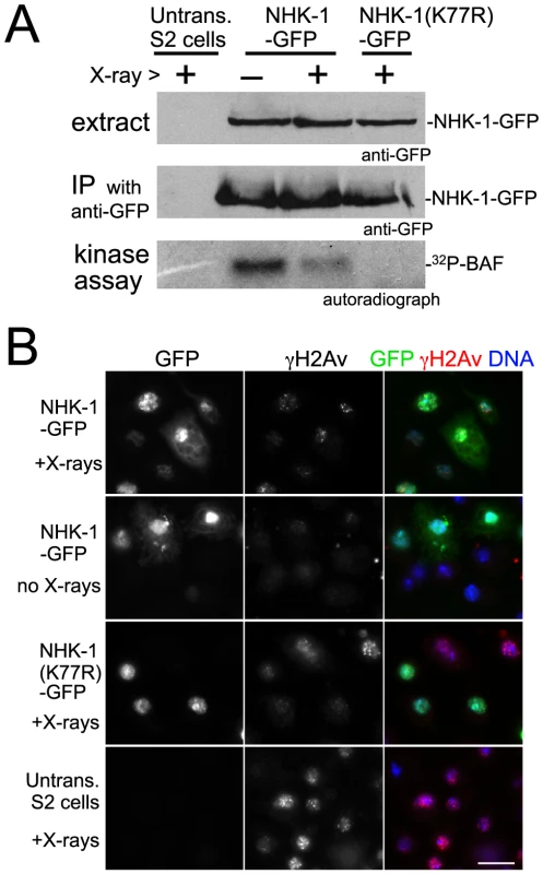 DSBs suppress NHK-1 activity in S2 cells.