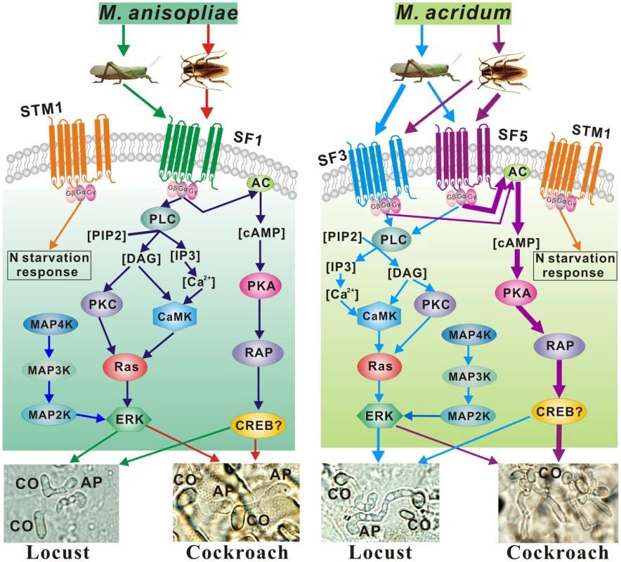 Differentially regulated signaling pathways employed by <i>M. anisopliae</i> and <i>M. acridum</i> infecting cockroach and locust cuticles.