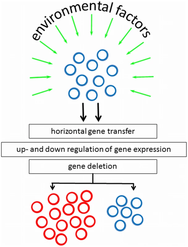 Environmental factors and genotypic mechanisms causative to appearance of subpopulations with altered phenotypic appearance, starting from a culture with homogeneous cell surface properties.