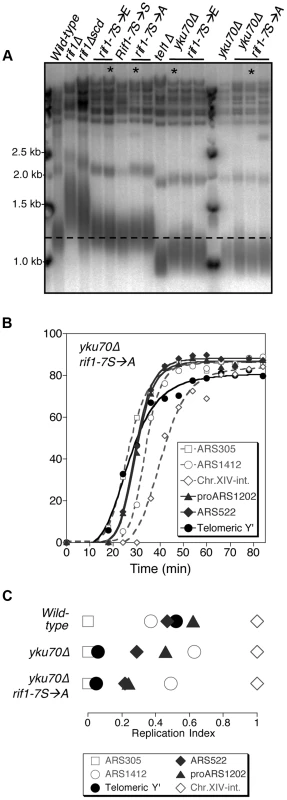 Non-phosphorylatable <i>rif1-7S</i>→<i>A</i> does not delay early replication of short <i>yku70</i>Δ telomeres.