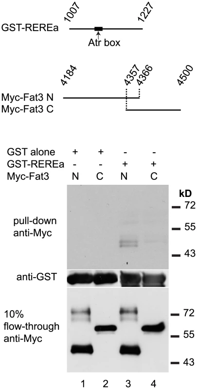 REREa and Fat3 bind each other in vitro.