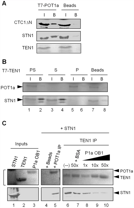 POT1a associates with CTC1 and STN1 <i>in vitro</i>.