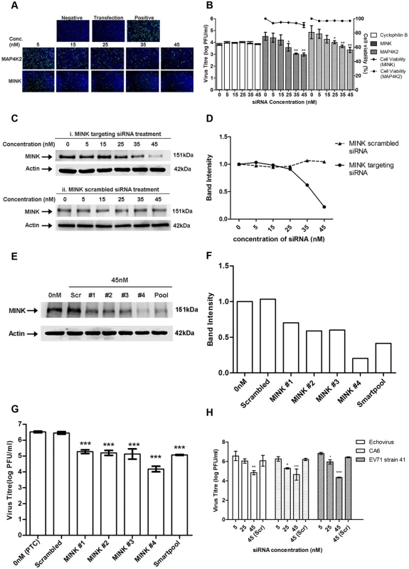 Silencing of MINK significantly reduced EV71 replication in a siRNA concentration-dependent manner.