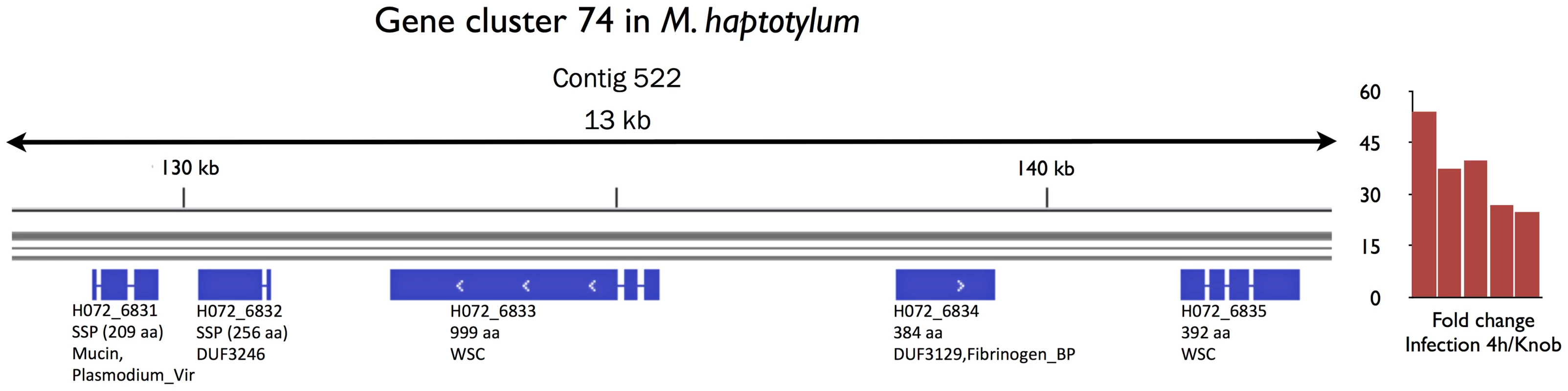 Gene cluster of secreted proteins in <i>M. haptotylum</i> that were highly expressed during nematode infection.
