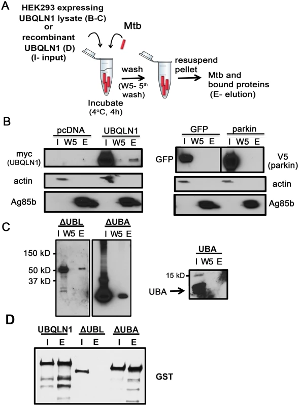 UBQLN1 binds Mtb <i>in vitro</i>.