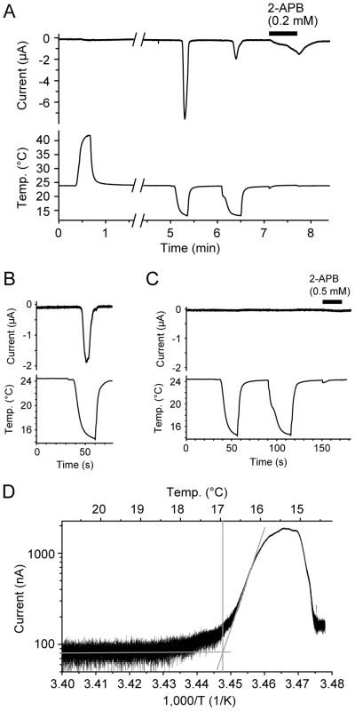 Cold temperature activation of the TRPV3 channel of the western clawed frog.