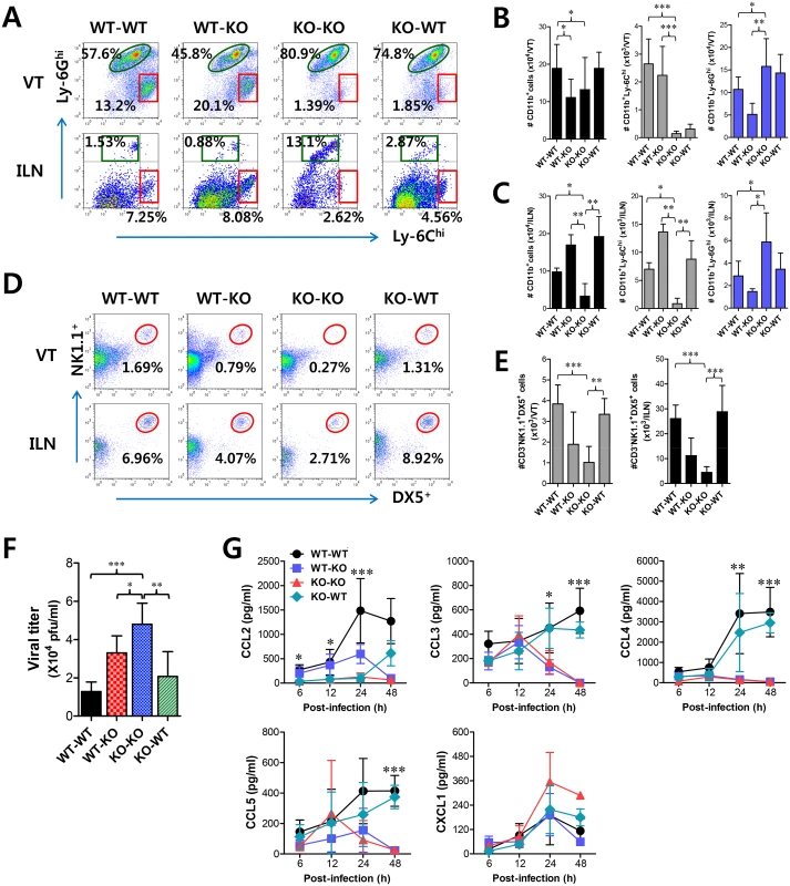 IFN-I signaling on infiltrated leukocytes derived from HSC lineage is required for normal recruitment of CD11b<sup>+</sup>Ly-6C<sup>hi</sup> monocytes, but not NK cells.