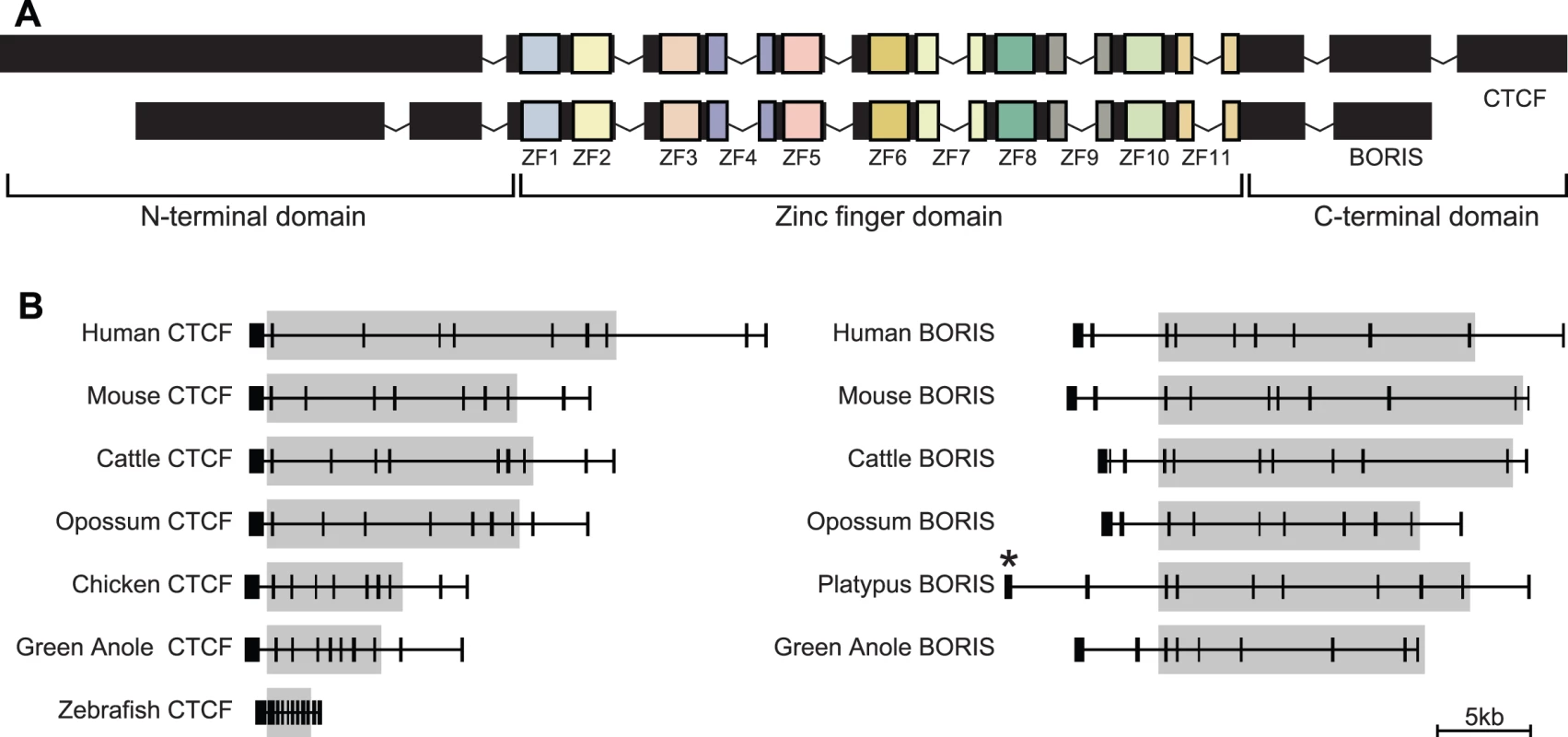 Gene structure of <i>CTCF</i> and <i>BORIS</i>.